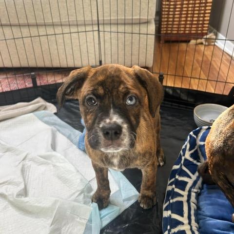 Enlarge Scarlett, an adopted mixed breed in Midland, MI image 2/3