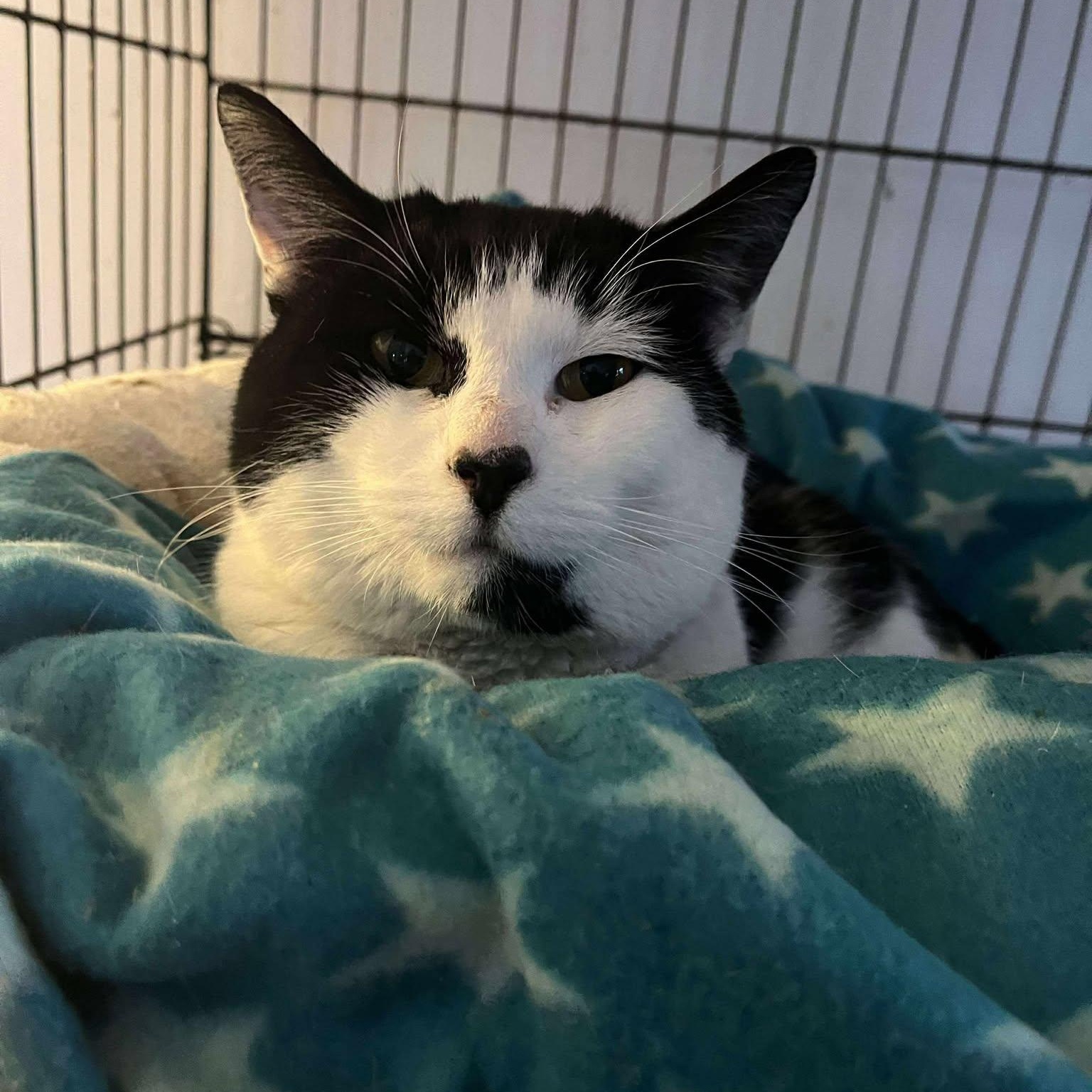 Enlarge Luke, a ADOPTABLE Tuxedo in Huntington, NY image 3/5