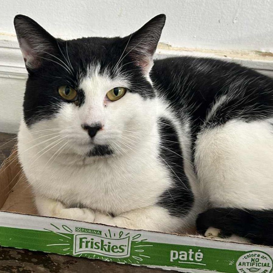 Luke, ADOPTABLE, Adult Male Tuxedo.