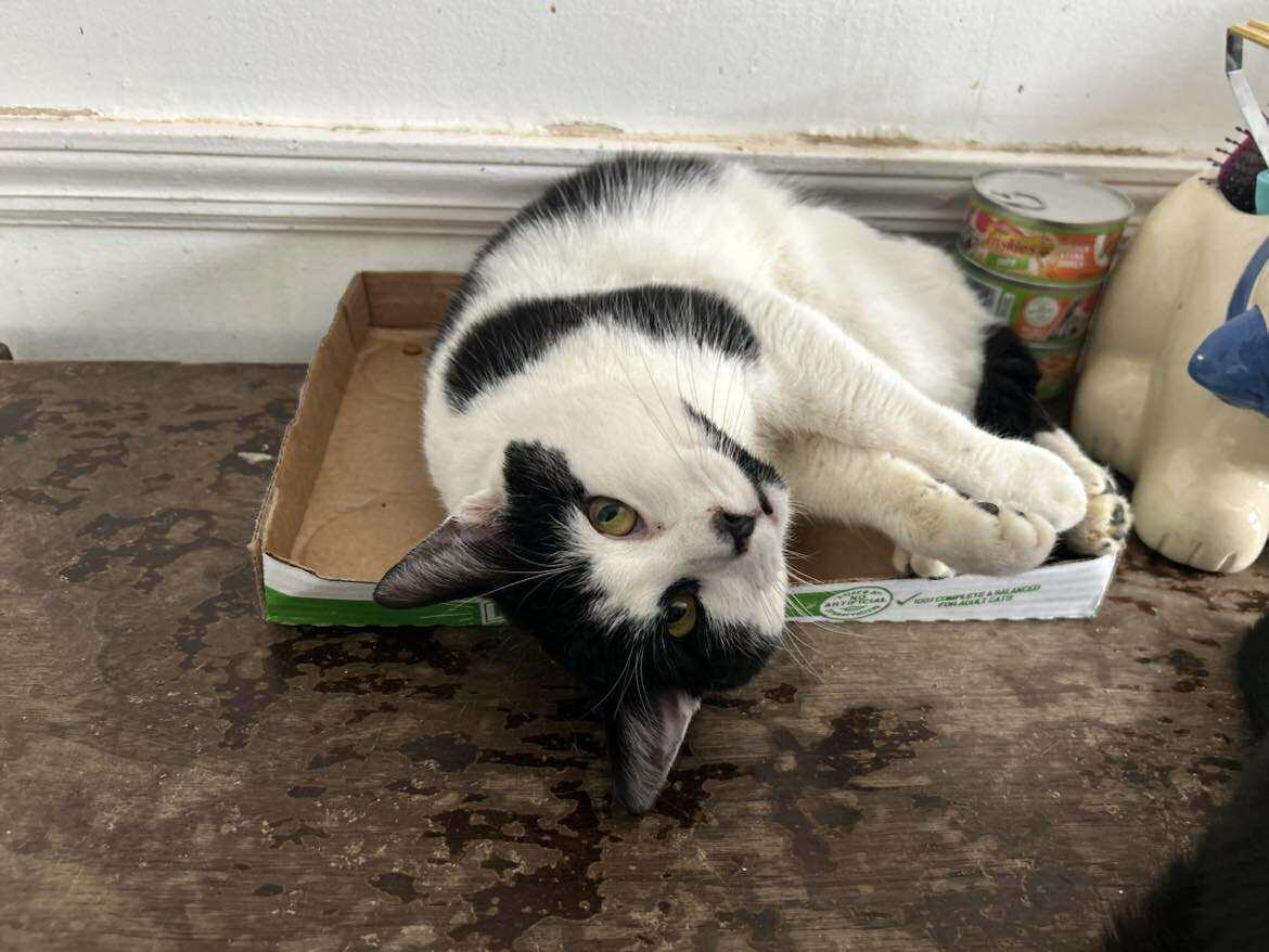 Enlarge Luke, a ADOPTABLE Tuxedo in Huntington, NY image 5/5