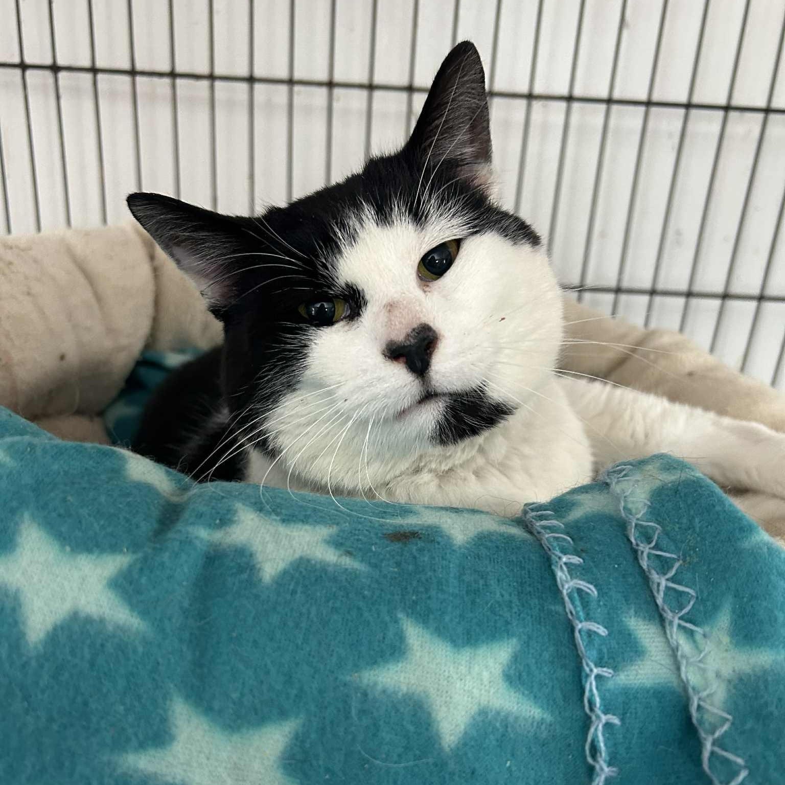 Enlarge Luke, a ADOPTABLE Tuxedo in Huntington, NY image 2/5