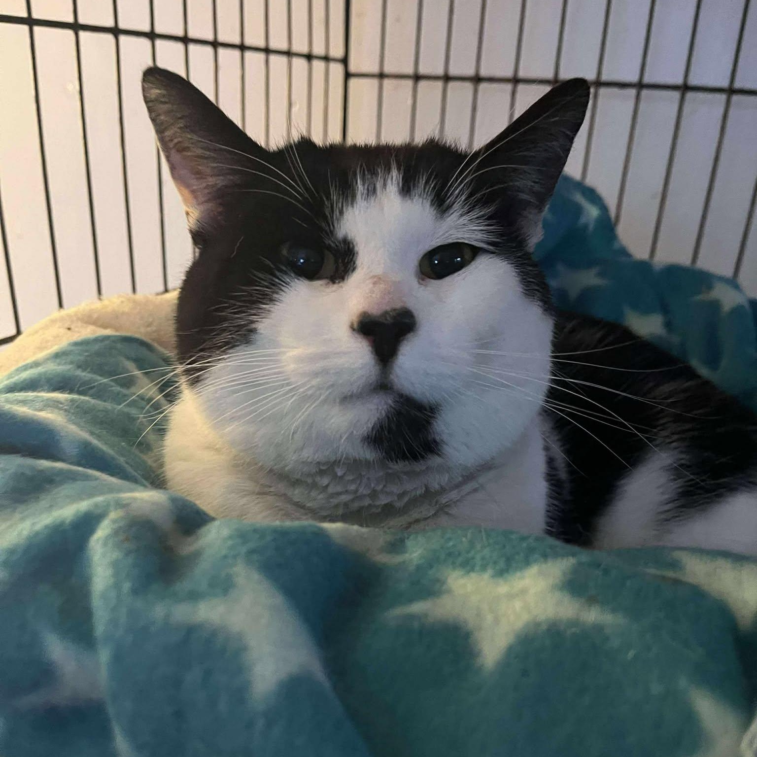 Enlarge Luke, a ADOPTABLE Tuxedo in Huntington, NY image 4/5