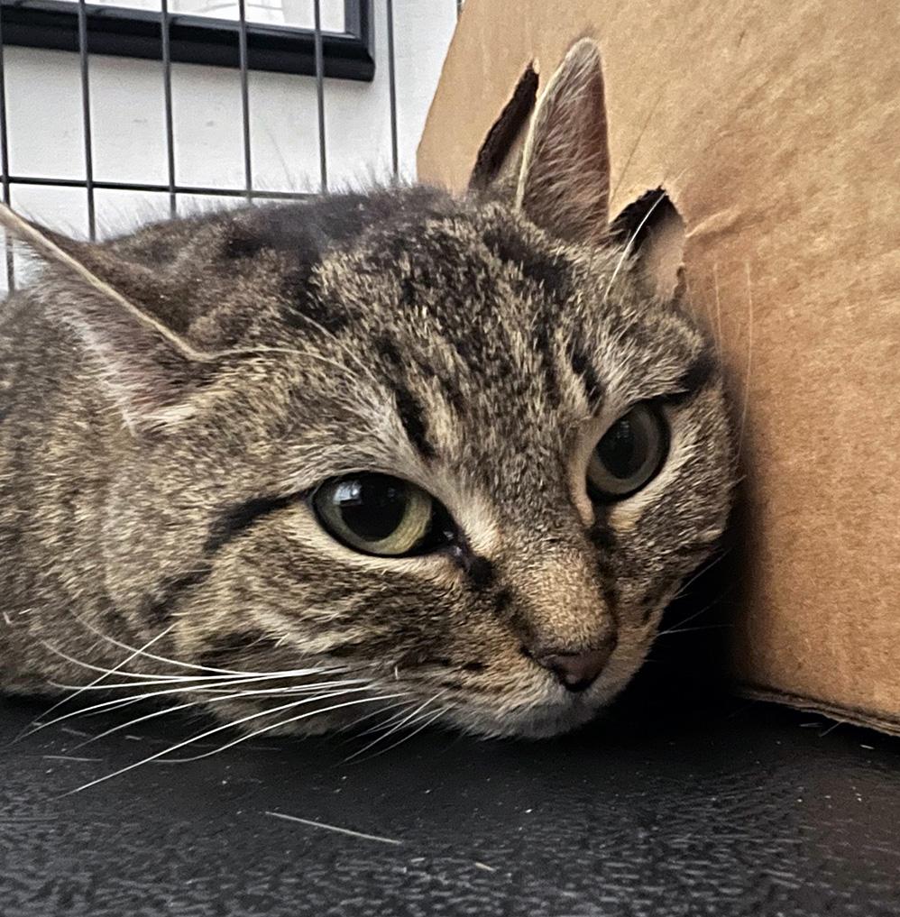 Enlarge Solar Eclipse, a Adoptable Domestic Short Hair in Fair Haven, VT image 1/5