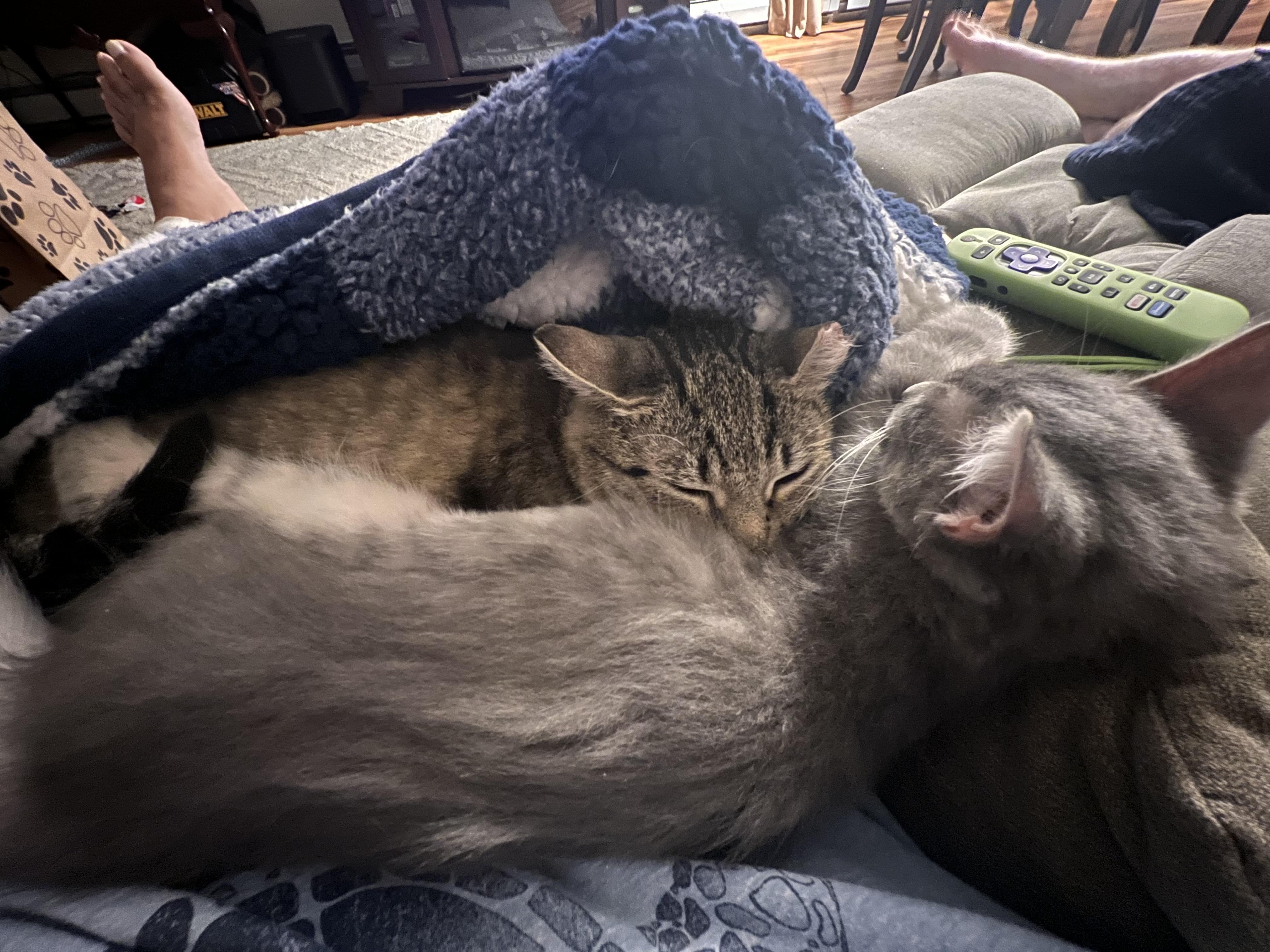 Enlarge Solar Eclipse, a Adoptable Domestic Short Hair in Fair Haven, VT image 2/5