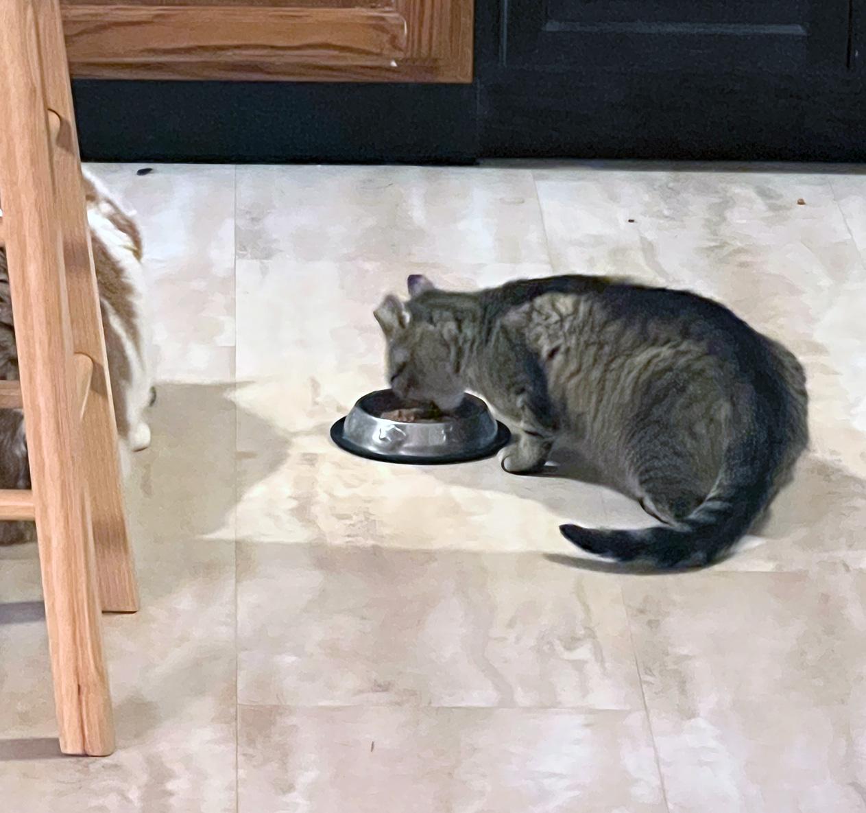 Enlarge Solar Eclipse, a Adoptable Domestic Short Hair in Fair Haven, VT image 3/5