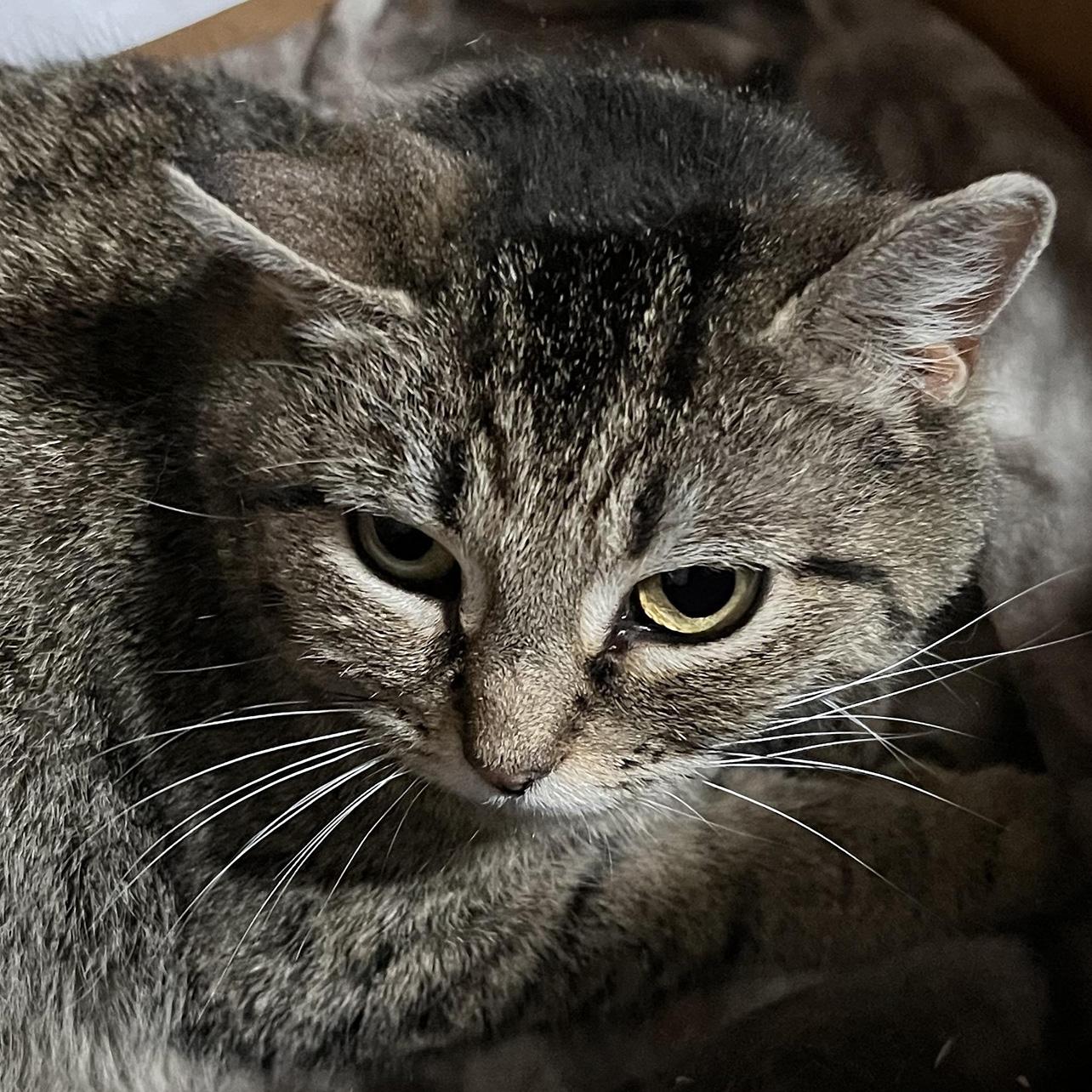 Enlarge Solar Eclipse, a Adoptable Domestic Short Hair in Fair Haven, VT image 4/5