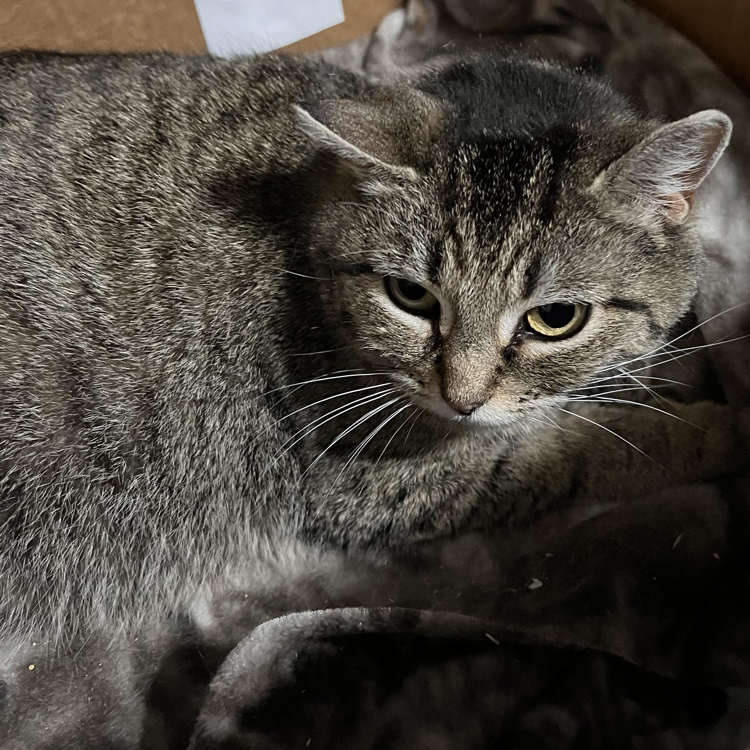 Enlarge Solar Eclipse, a Adoptable Domestic Short Hair in Fair Haven, VT image 5/5