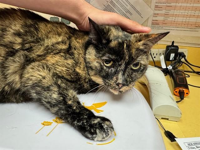 LADY, Adoptable, Adult Female Domestic Short Hair.