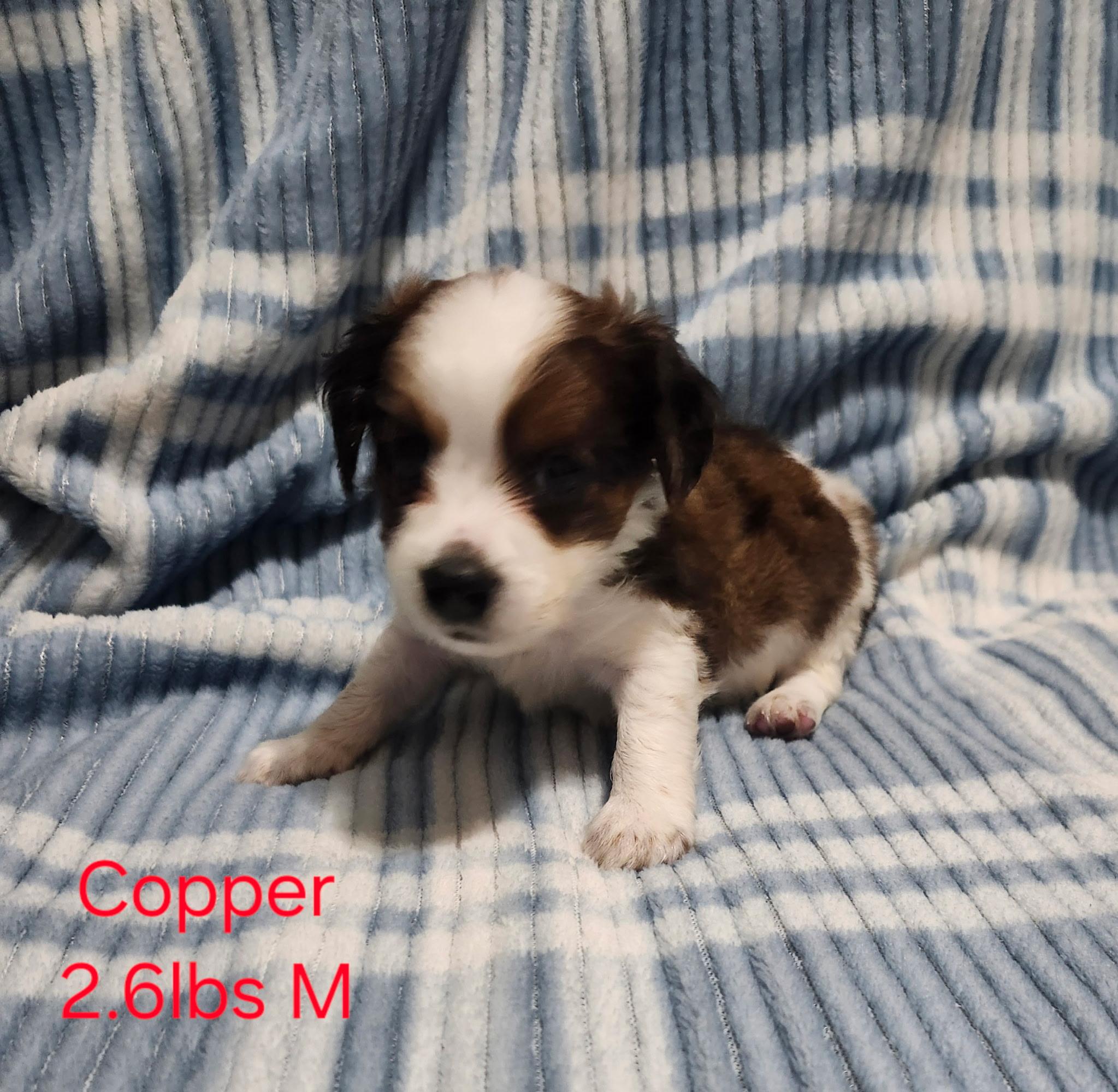 Copper, adopted, Puppy Male Yorkshire Terrier & Dachshund (Long Haired).