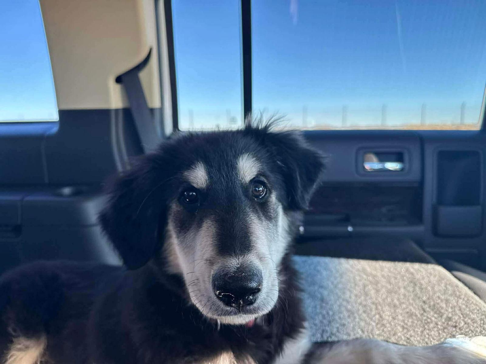 Simon, a Adoptable Husky in Duluth, MN image 1/3