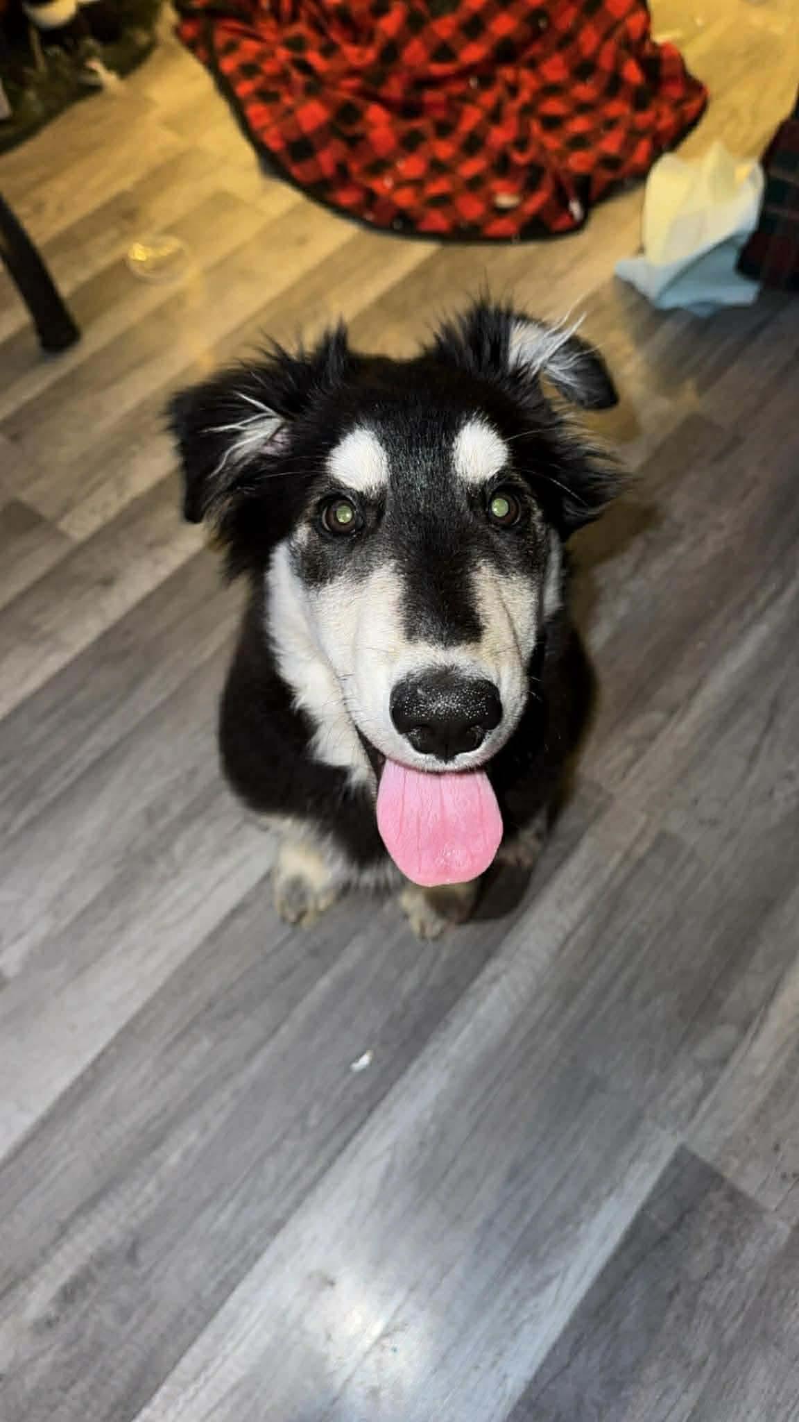 Simon, a Adoptable Husky in Duluth, MN image 2/3