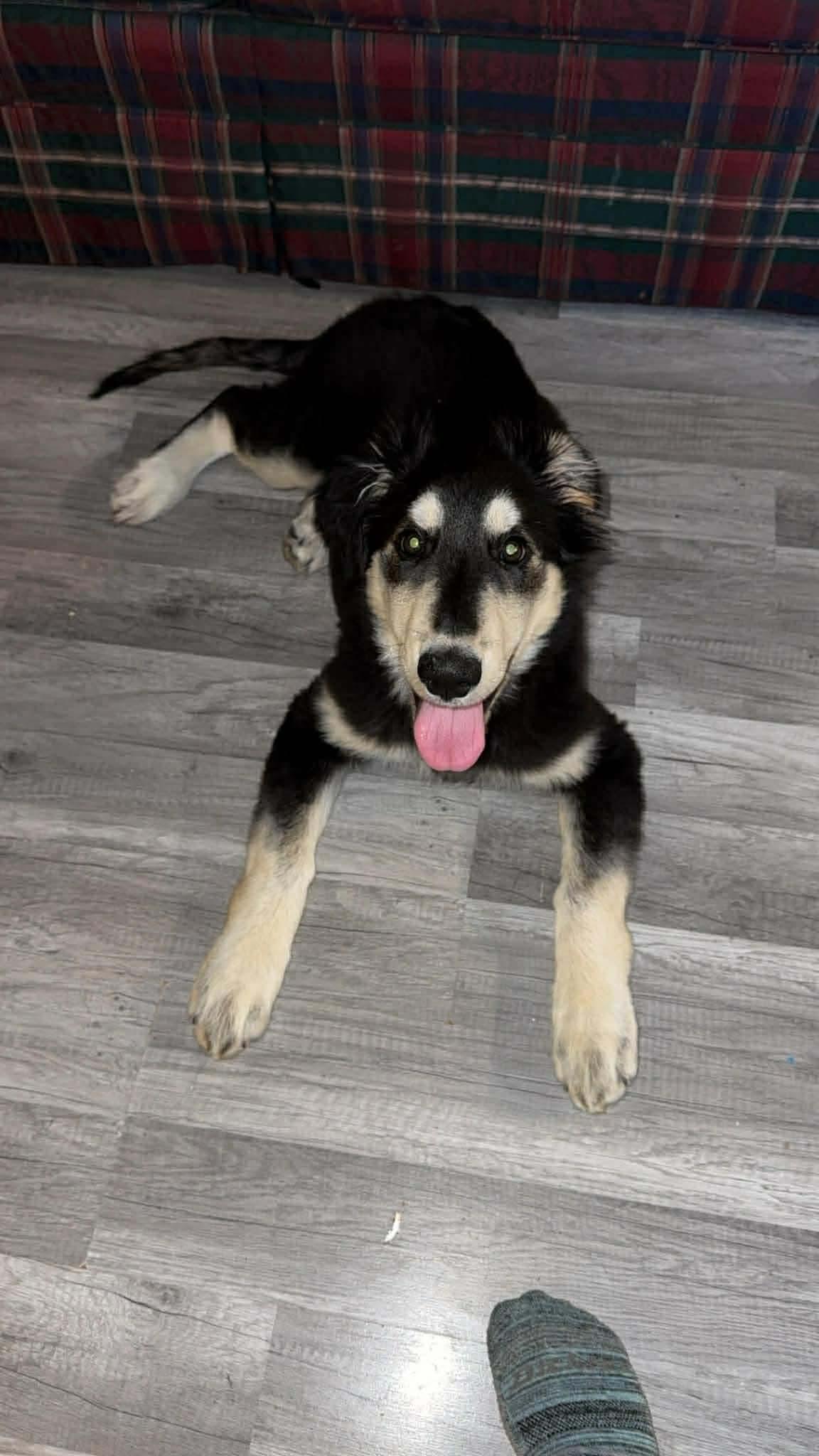 Simon, a Adoptable Husky in Duluth, MN image 3/3