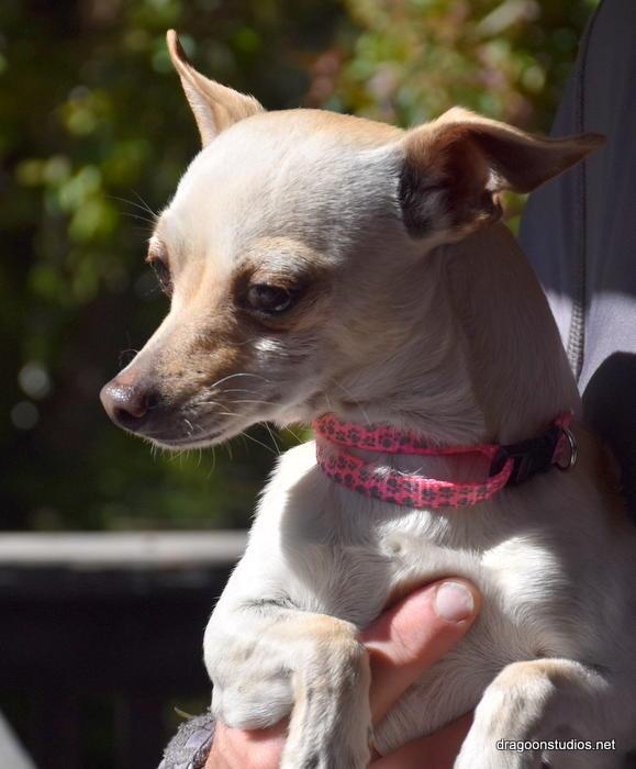 Tiny, 6 lbs, 1 yr, $350 fee, Adopted, Young Male Chihuahua.