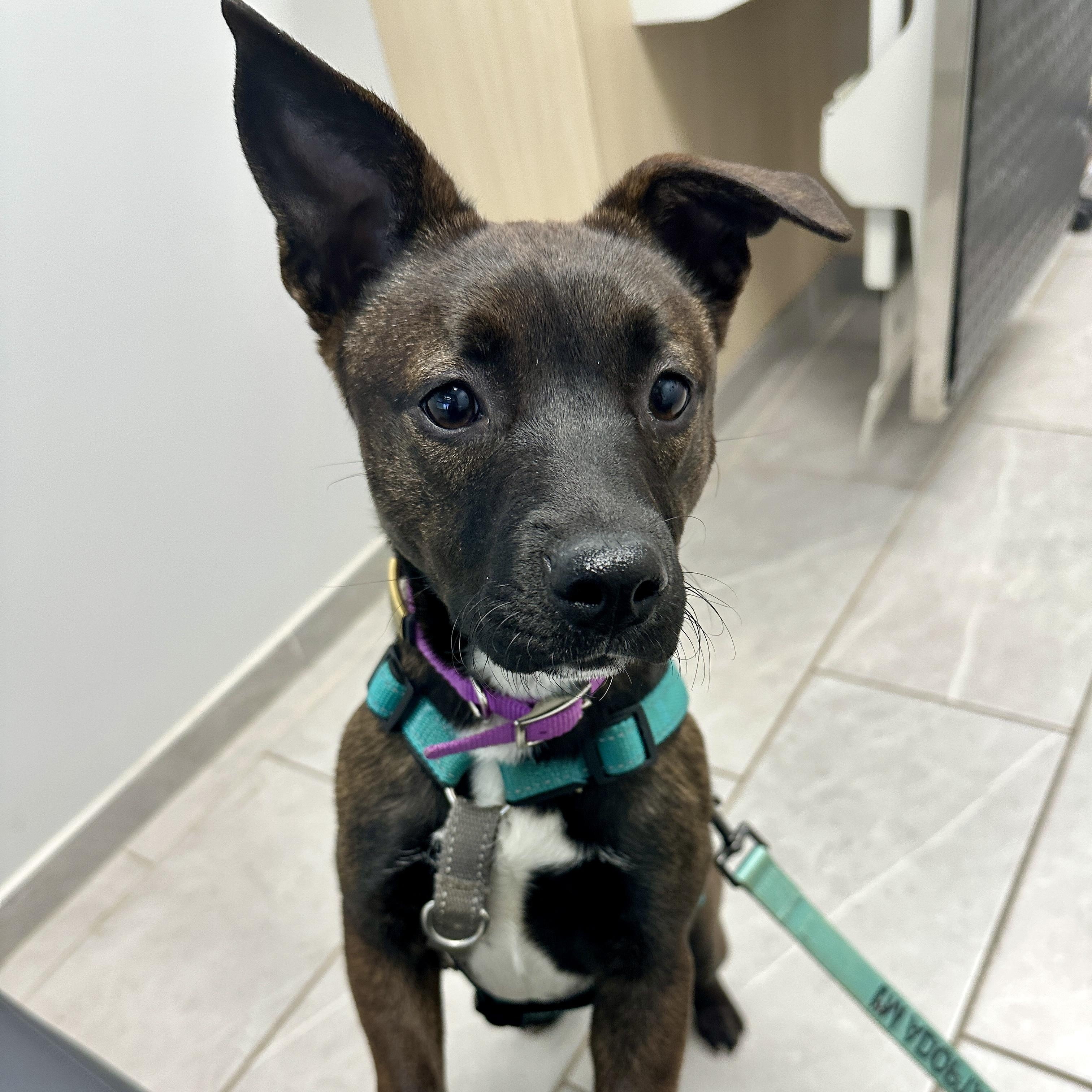 Enlarge Alli, an adopted mixed breed in Charlotte, NC image 3/5