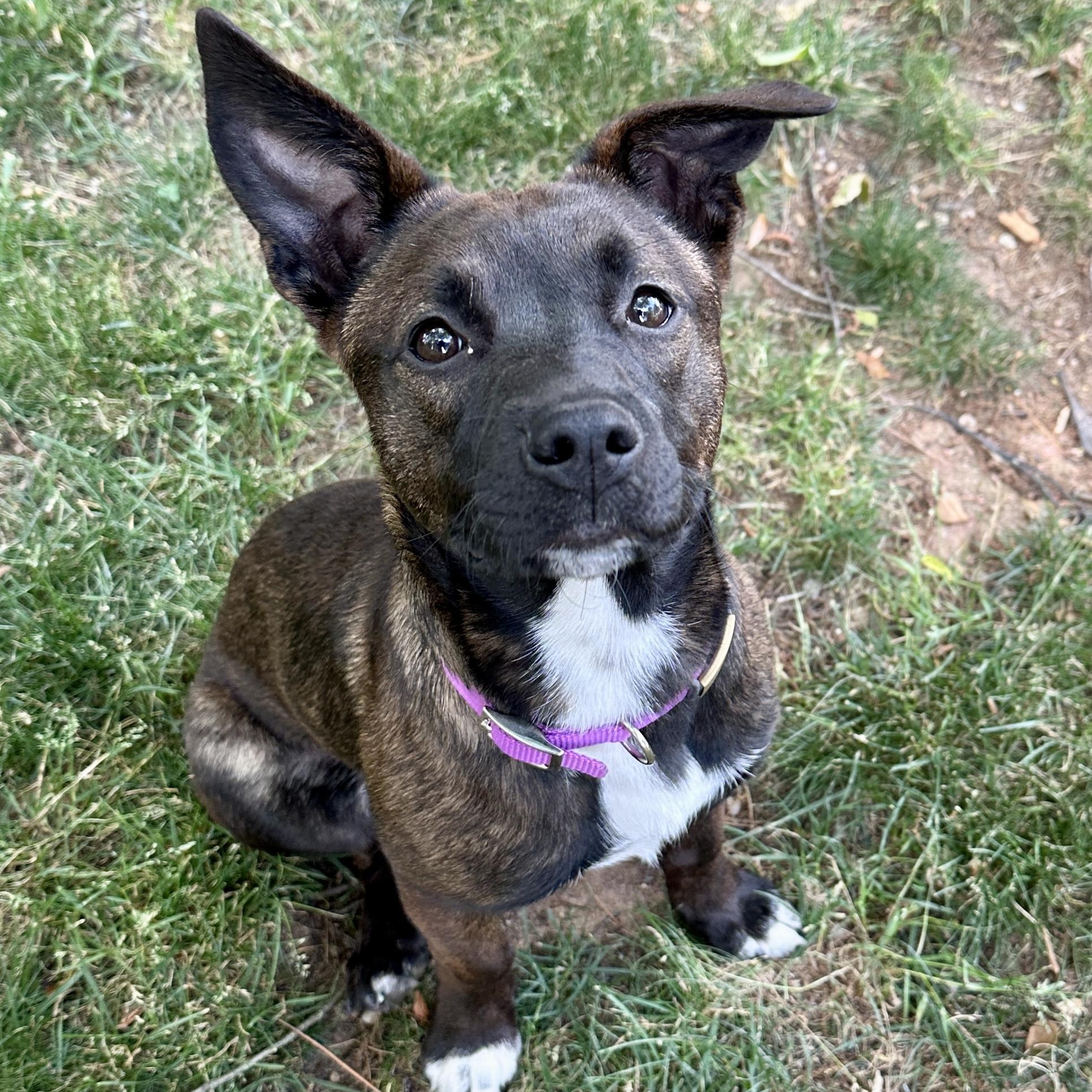 Enlarge Alli, an adopted mixed breed in Charlotte, NC image 2/5