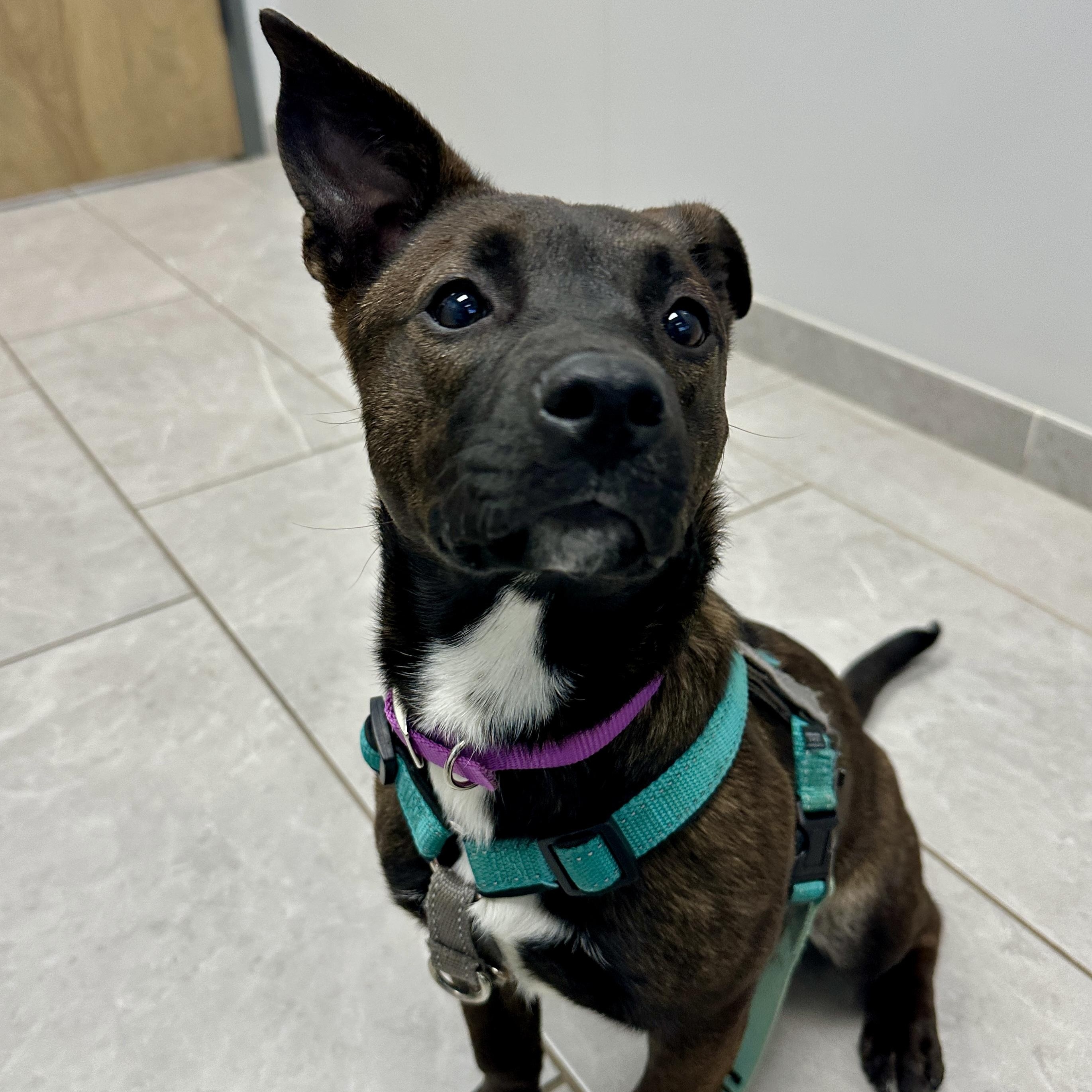 Enlarge Alli, an adopted mixed breed in Charlotte, NC image 5/5