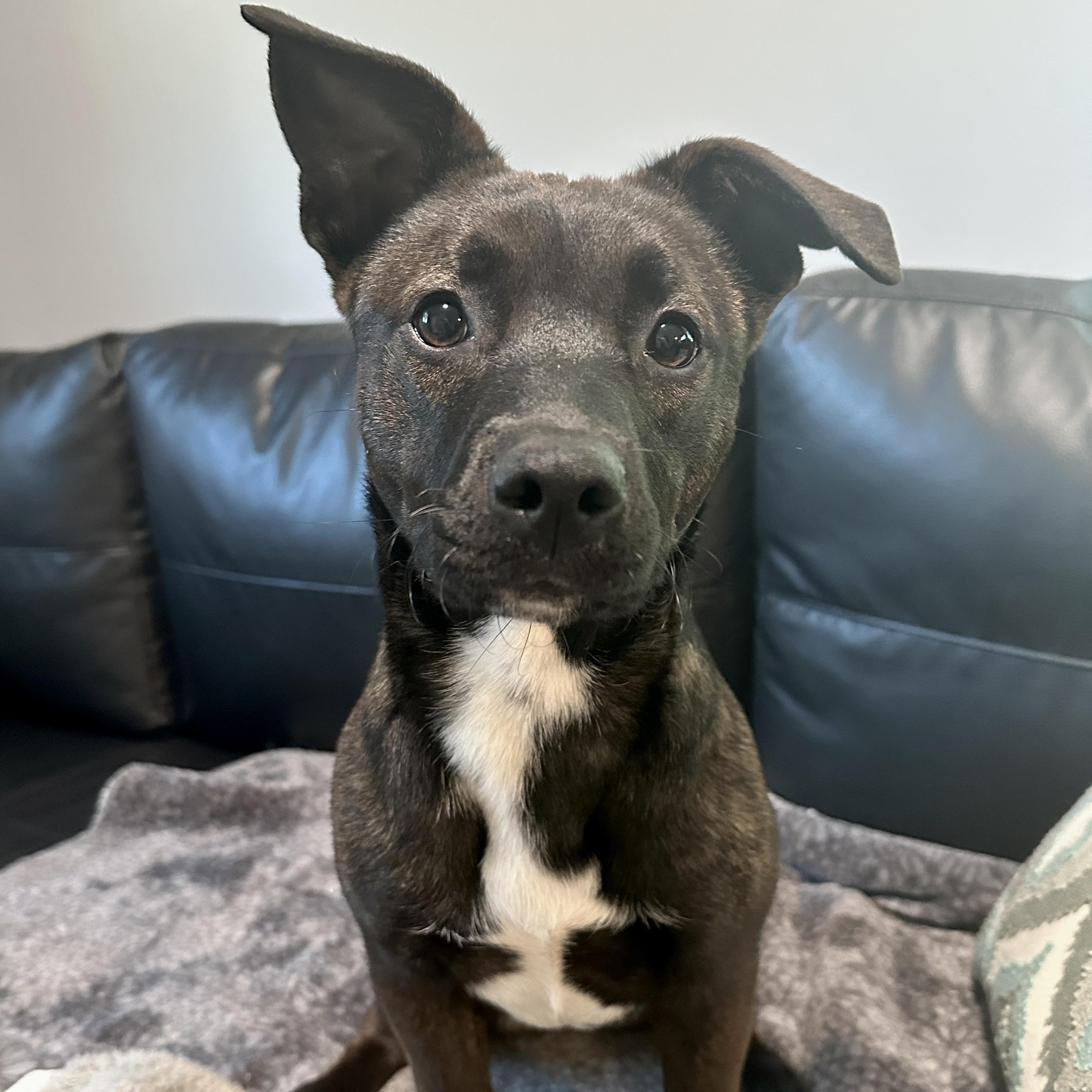 Enlarge Alli, an adopted mixed breed in Charlotte, NC image 1/5