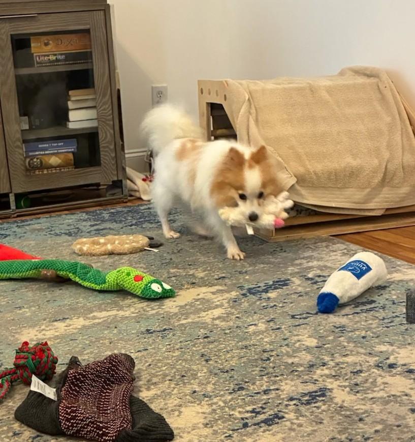 Scout, Adoptable, Adult Male Pomeranian.