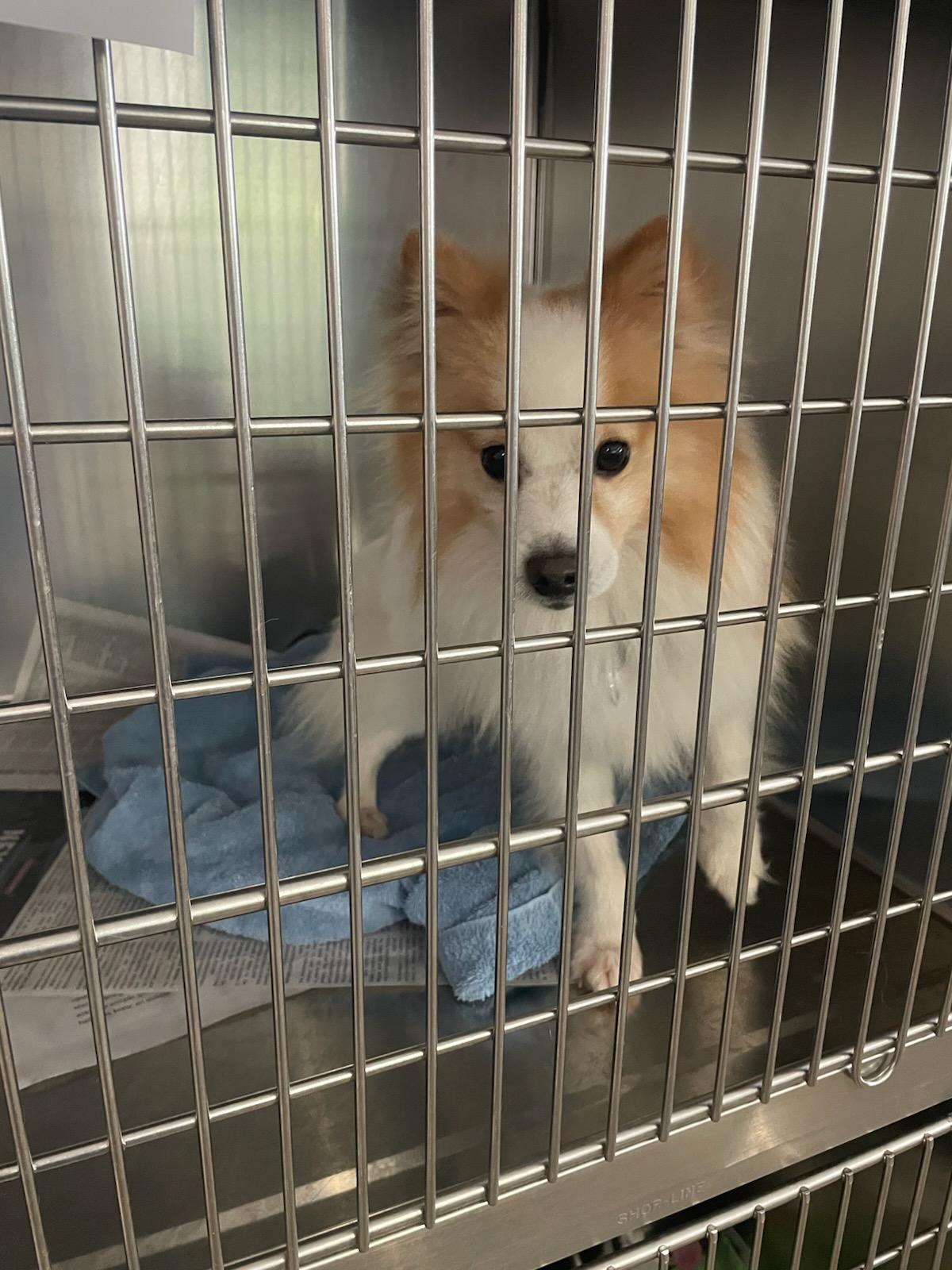 Scout, a Adoptable mixed breed in Knoxville, TN image 2/5