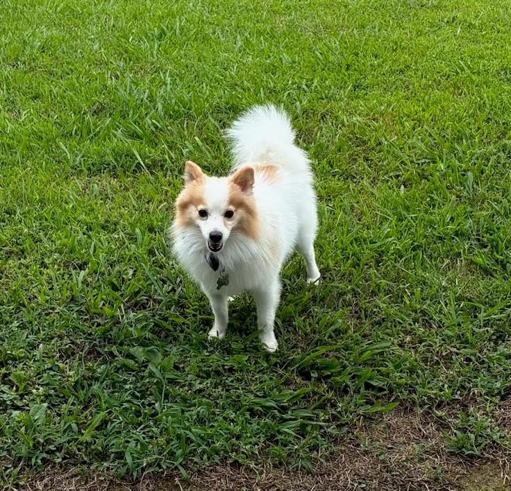 Scout, a Adoptable mixed breed in Knoxville, TN image 3/5