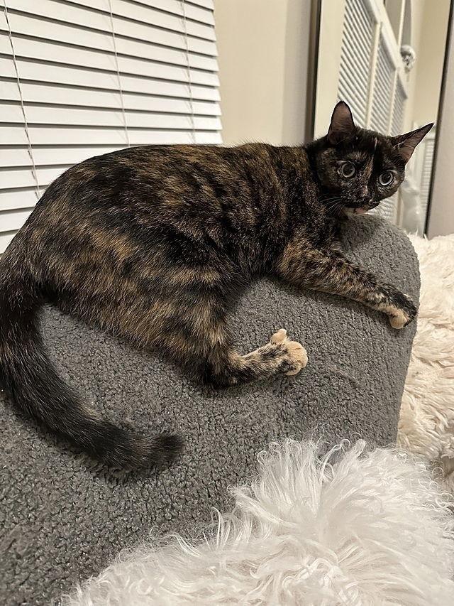 Enlarge Belia, a Adoptable Domestic Short Hair in Tampa, FL image 1/3