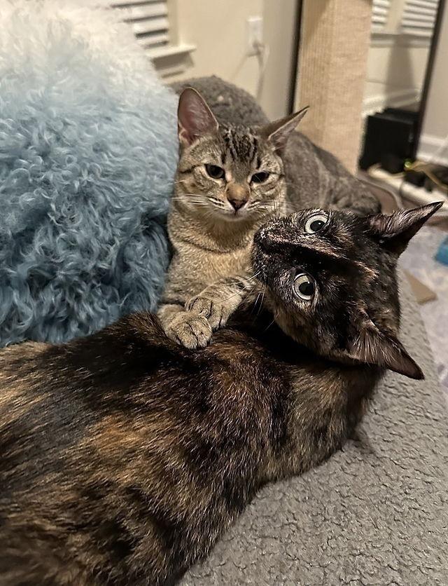 Enlarge Belia, a Adoptable Domestic Short Hair in Tampa, FL image 2/3