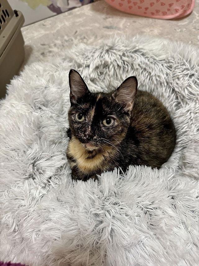 Enlarge Belia, a Adoptable Domestic Short Hair in Tampa, FL image 3/3