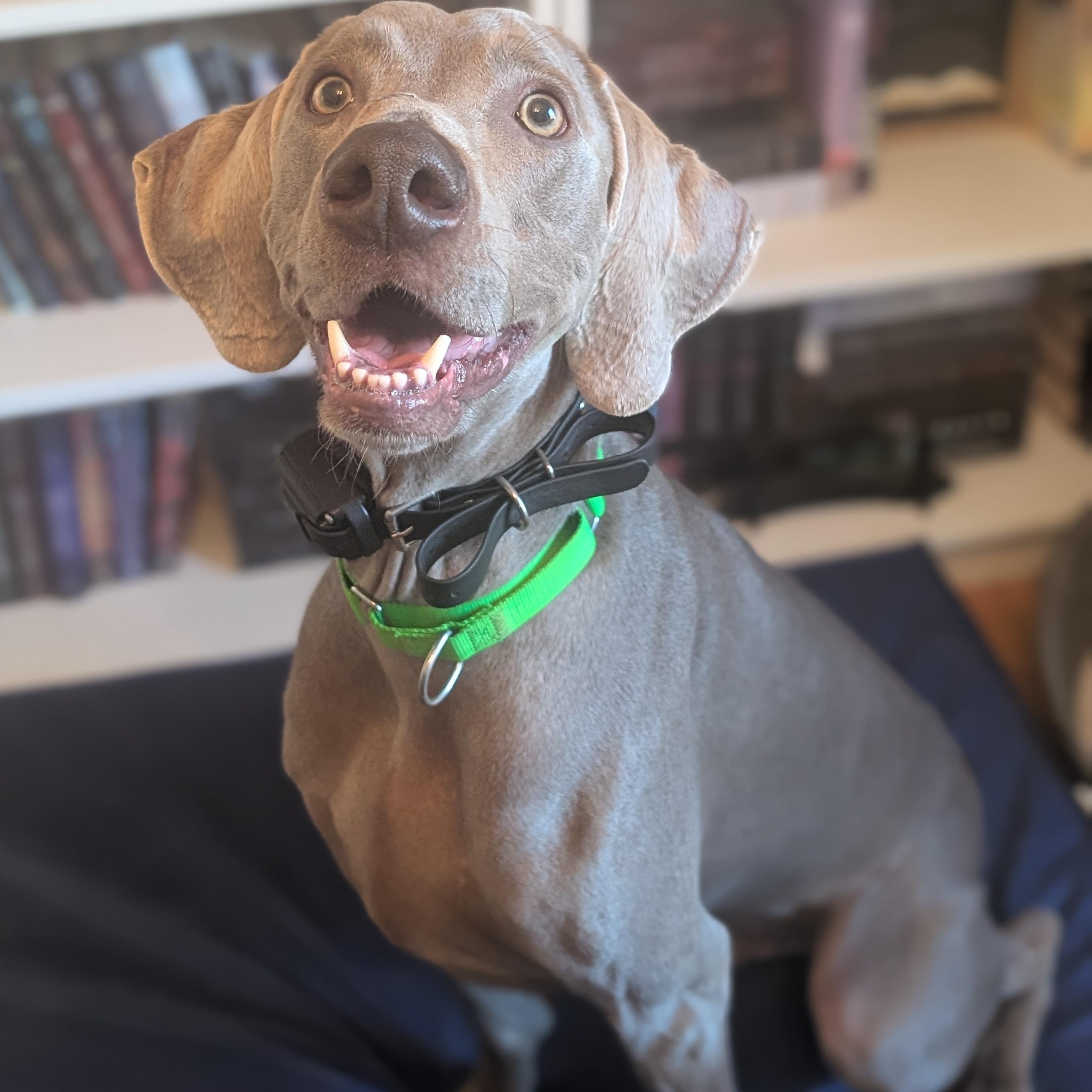 Flint, Adoptable, Adult Male Weimaraner.