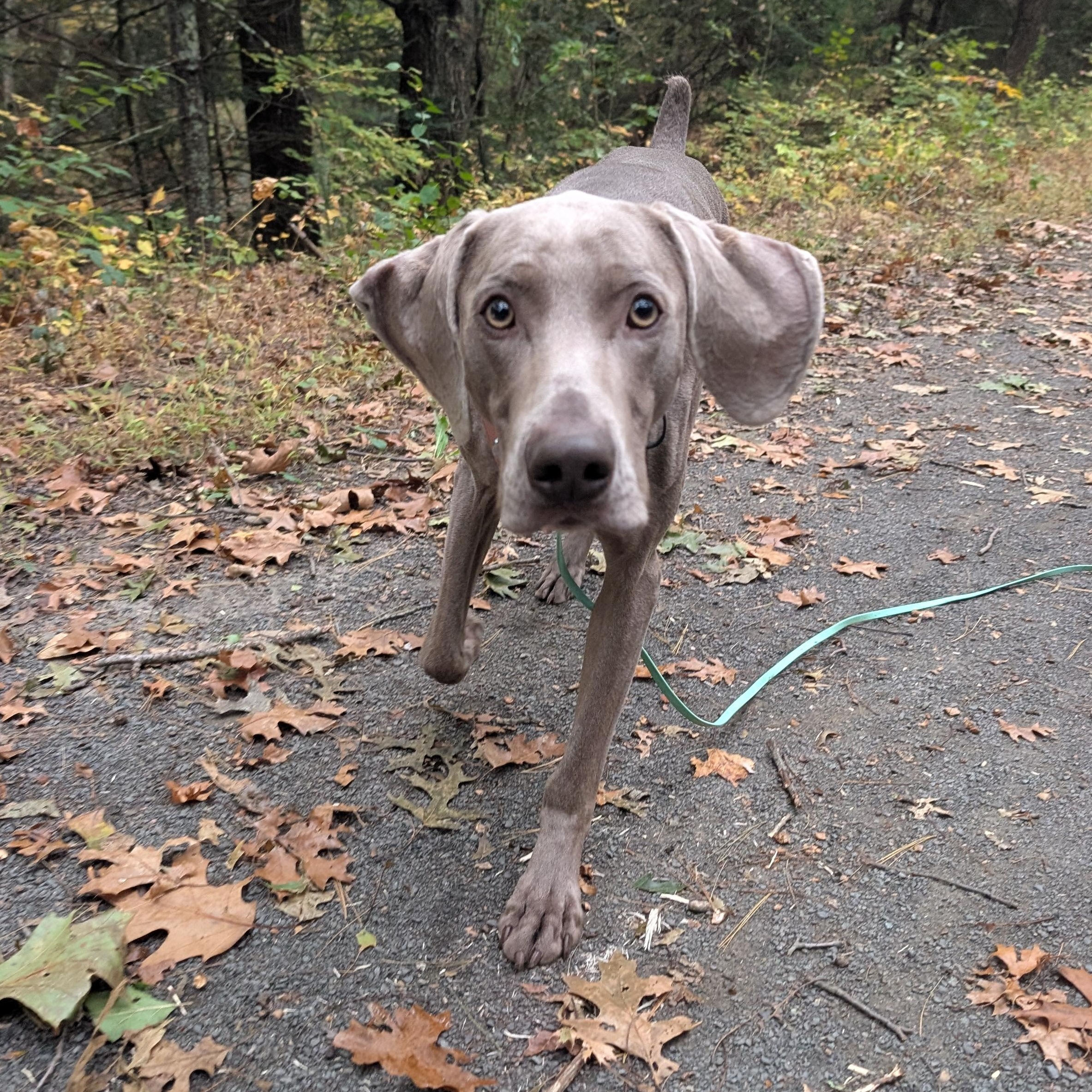 Enlarge Flint, a Adoptable Weimaraner in Mansfield Center, CT image 6/6