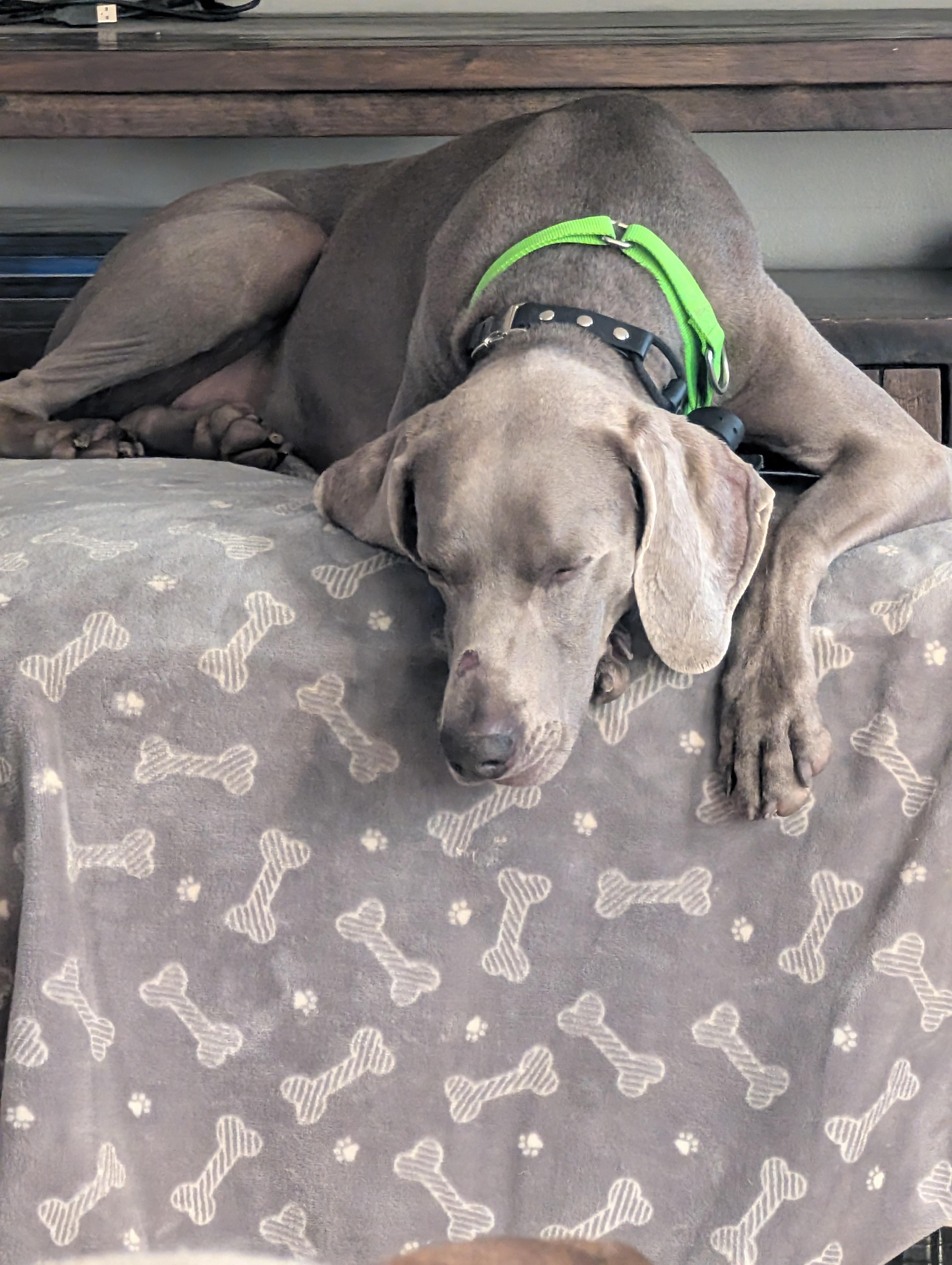 Enlarge Flint, a Adoptable Weimaraner in Mansfield Center, CT image 3/6