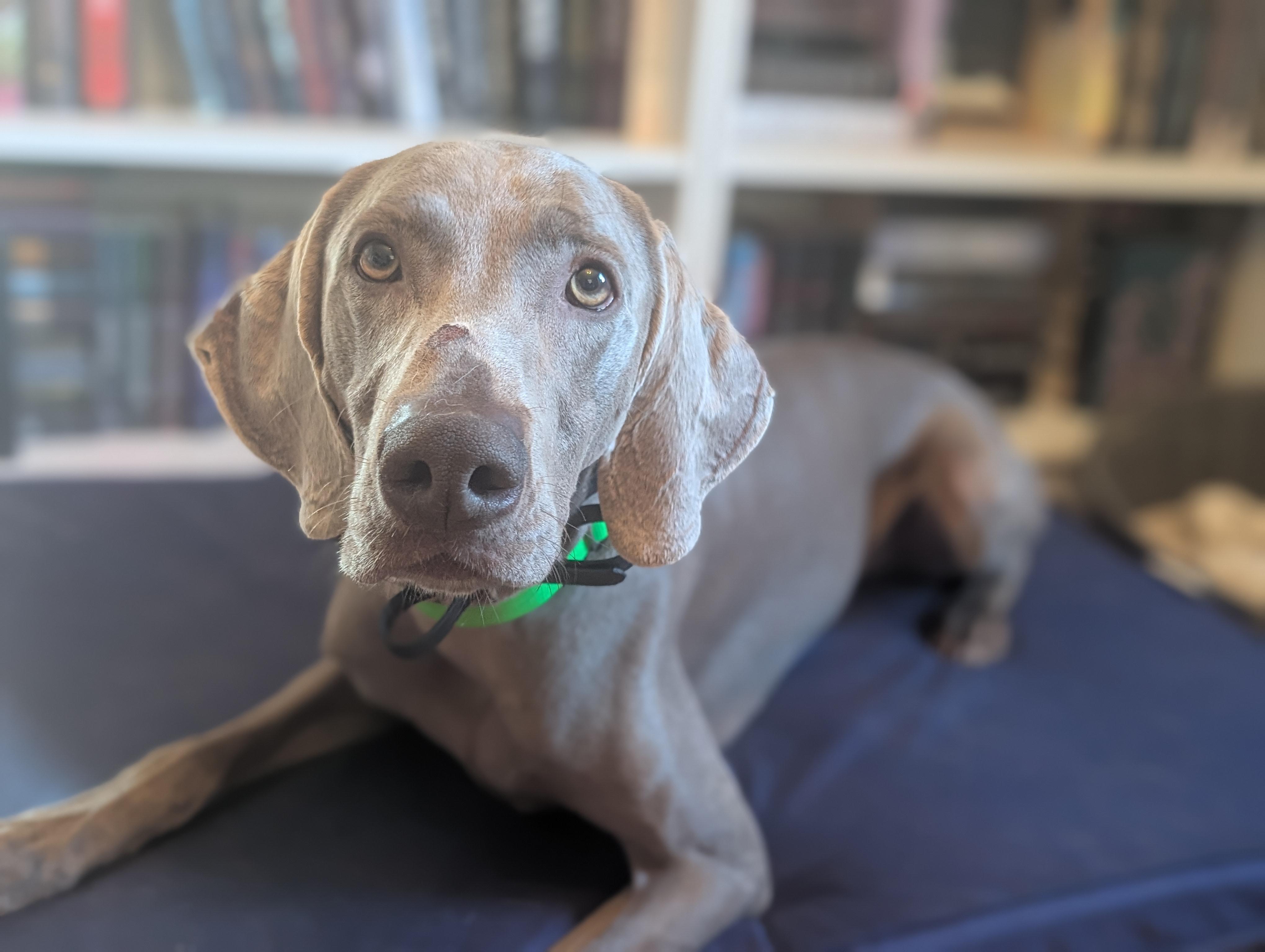 Enlarge Flint, a Adoptable Weimaraner in Mansfield Center, CT image 2/6