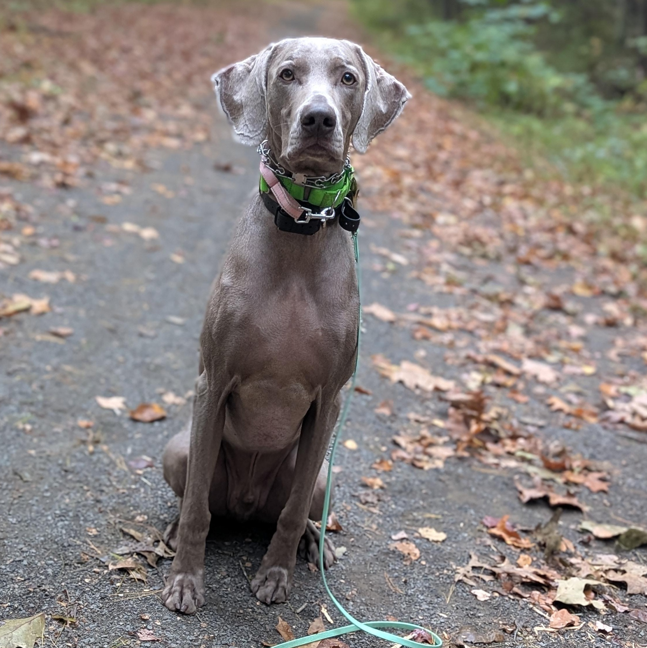 Enlarge Flint, a Adoptable Weimaraner in Mansfield Center, CT image 4/6