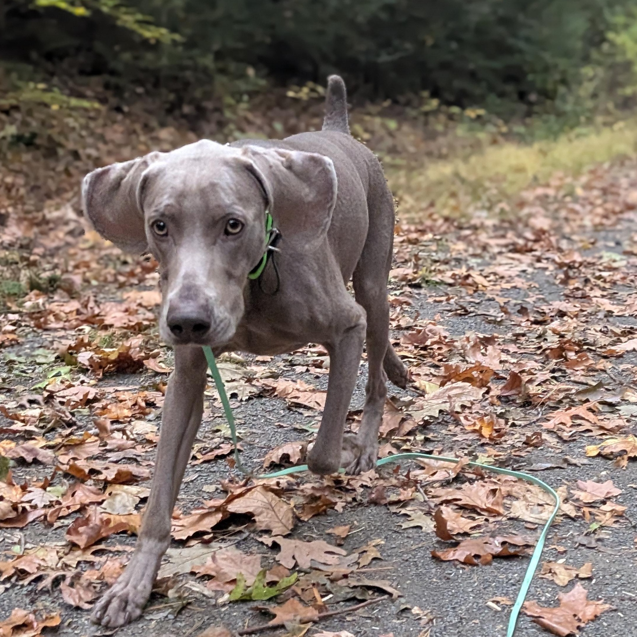 Enlarge Flint, a Adoptable Weimaraner in Mansfield Center, CT image 5/6