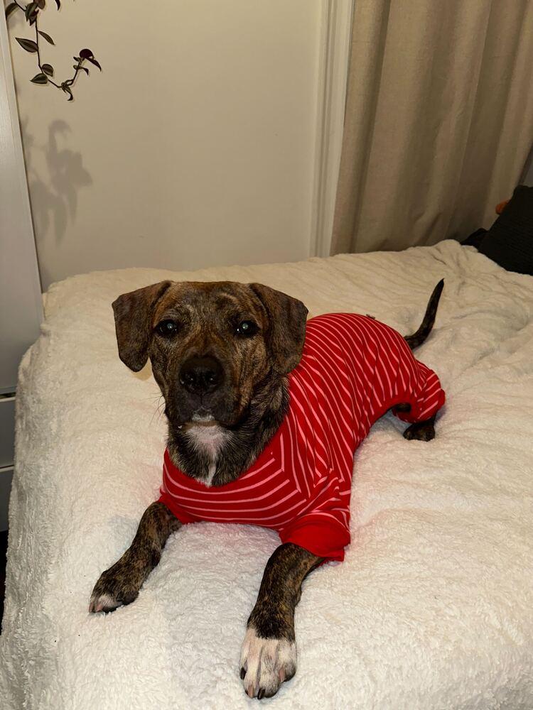 Cookie, Adoptable, Young Female Mixed Breed.