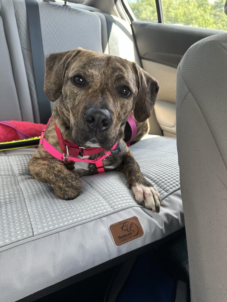 Enlarge Cookie, a Adoptable mixed breed in Billerica, MA image 1/6