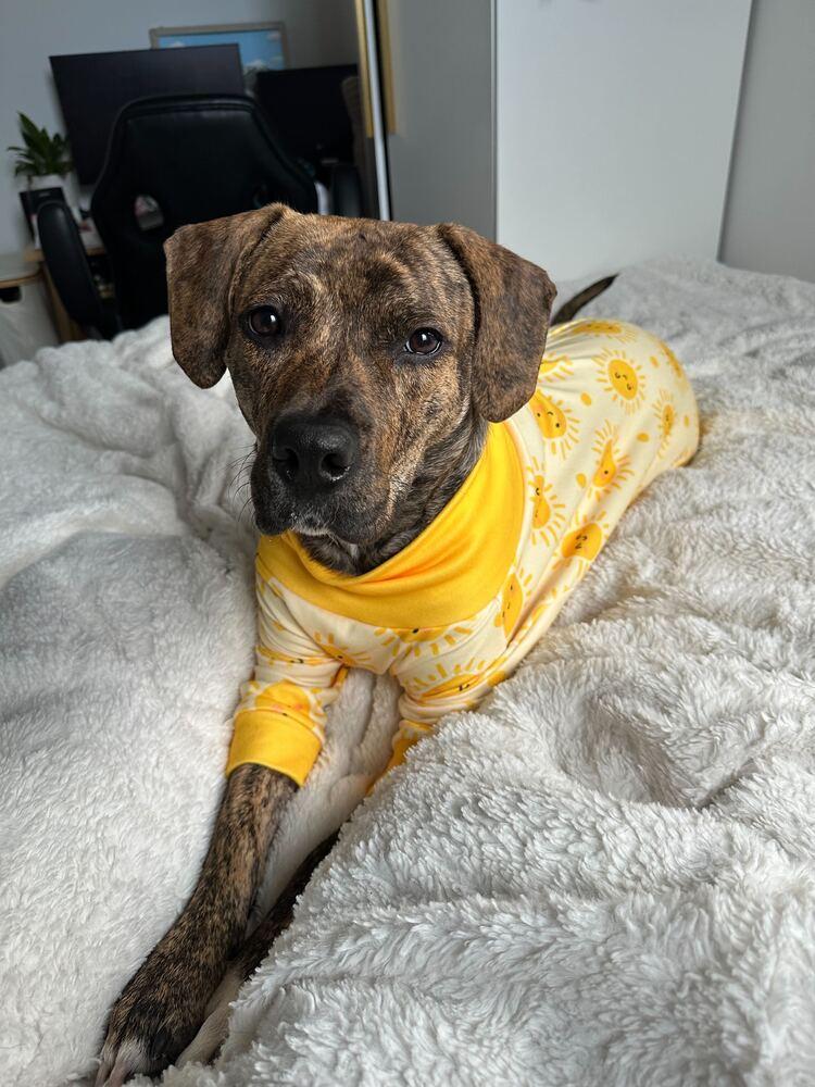 Cookie, Adoptable, Young Female Mixed Breed.