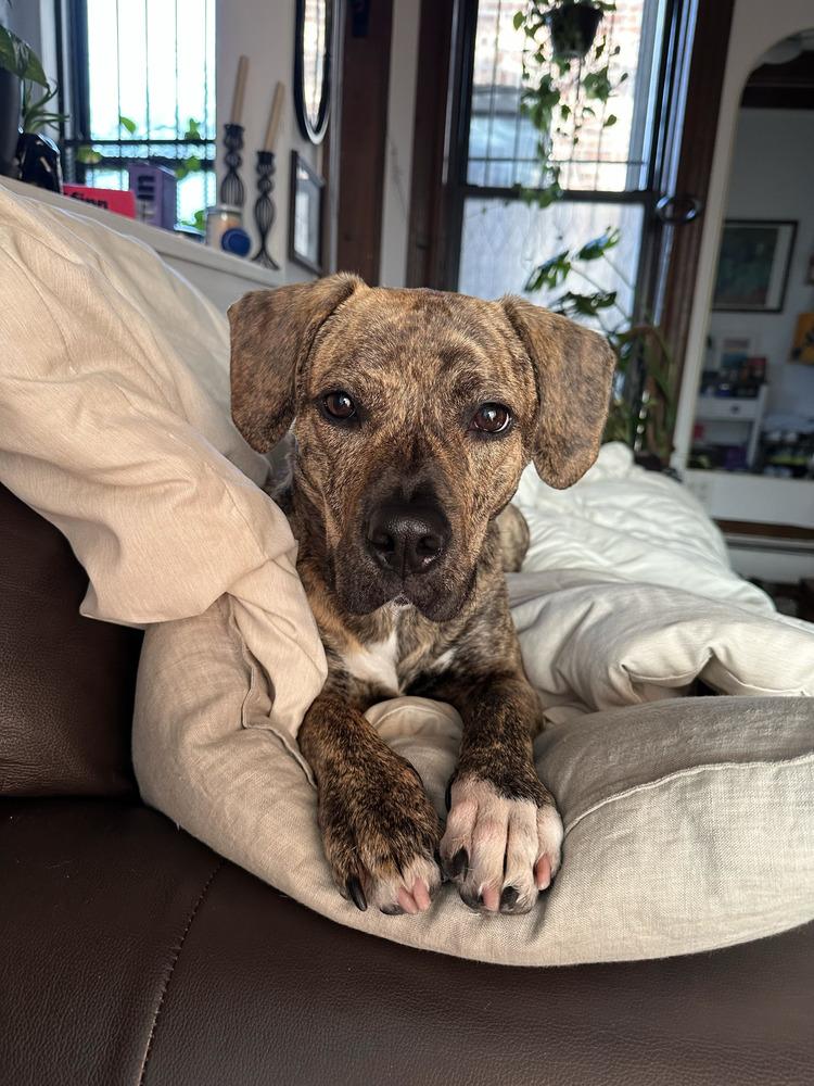 Enlarge Cookie, a Adoptable mixed breed in Billerica, MA image 2/6