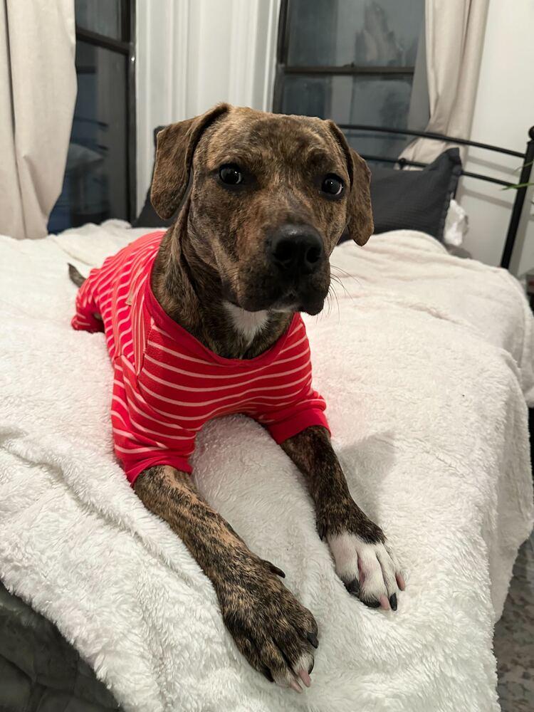 Enlarge Cookie, a Adoptable mixed breed in New York, NY image 1/6