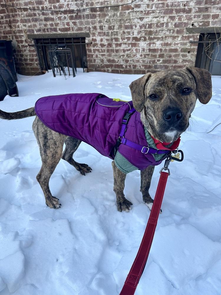 Enlarge Cookie, a Adoptable mixed breed in New York, NY image 2/6