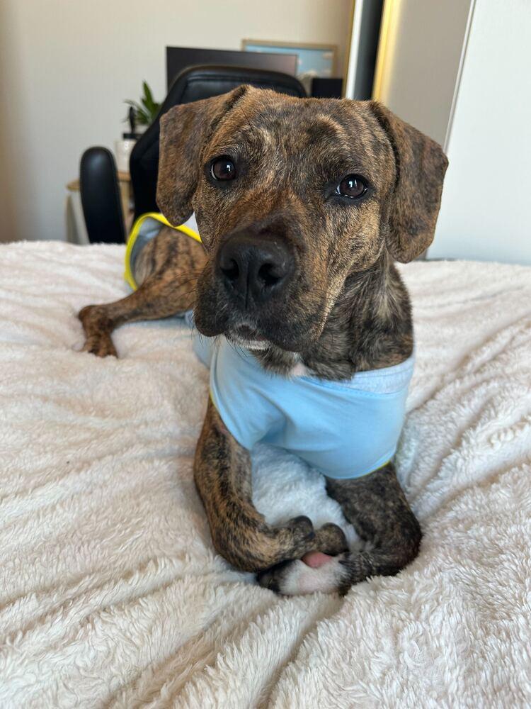 Enlarge Cookie, a Adoptable mixed breed in New York, NY image 2/6