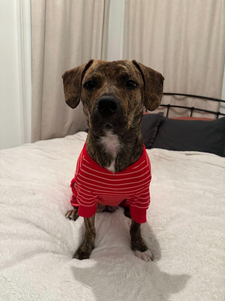 Enlarge Cookie, a Adoptable mixed breed in New York, NY image 3/6