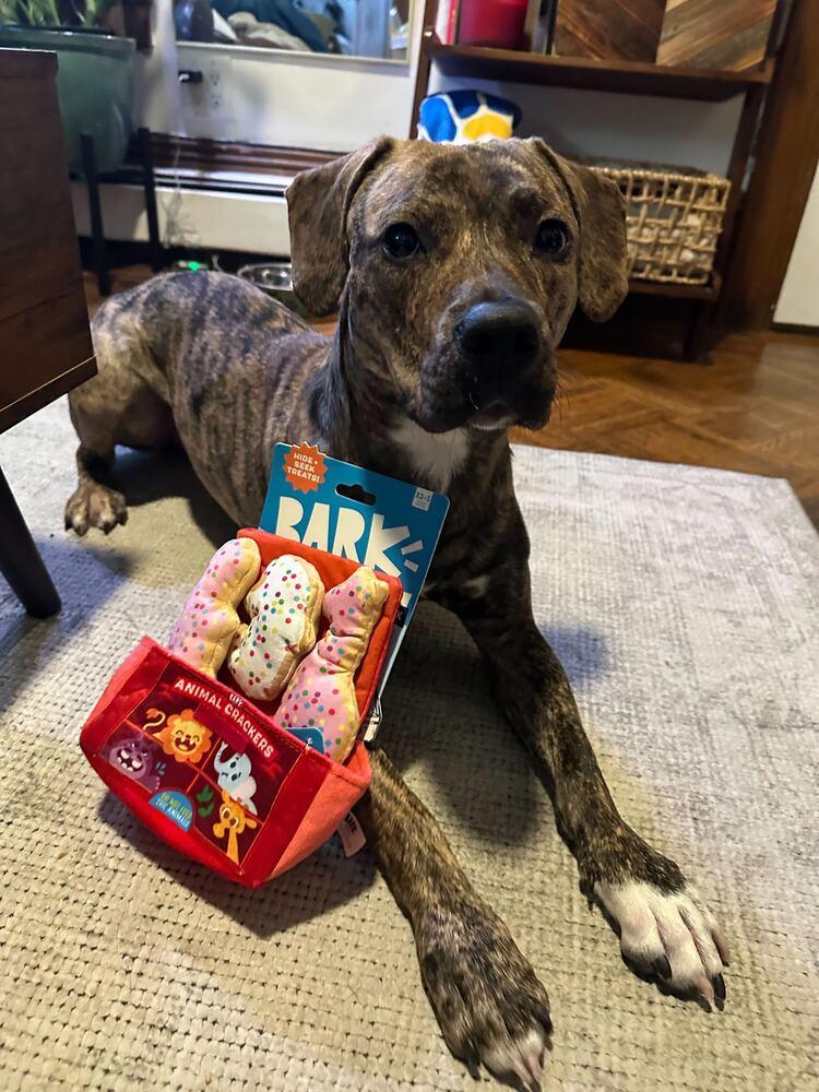 Enlarge Cookie, a Adoptable mixed breed in New York, NY image 3/6