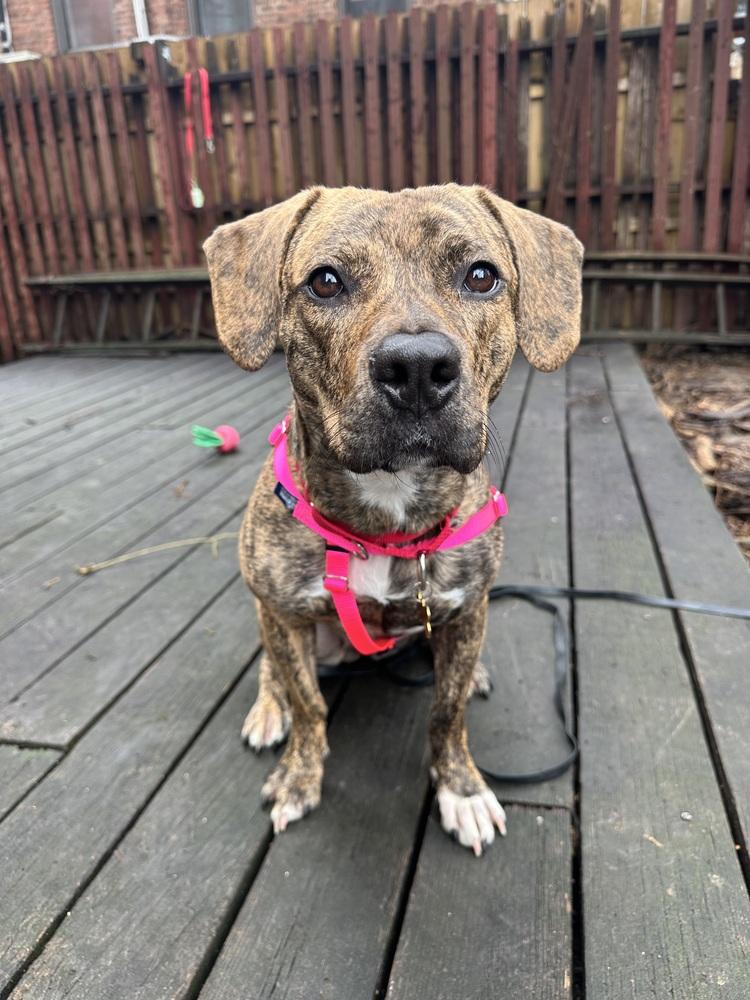Enlarge Cookie, a Adoptable mixed breed in New York, NY image 1/6