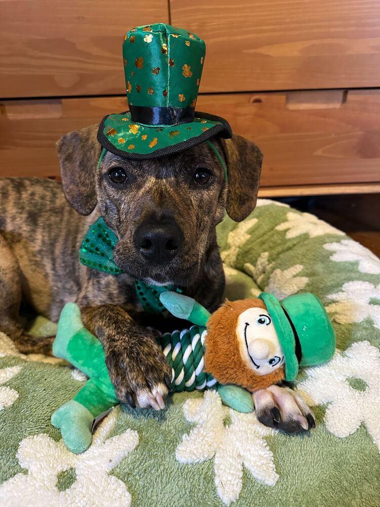 Enlarge Cookie, a Adoptable mixed breed in New York, NY image 2/6