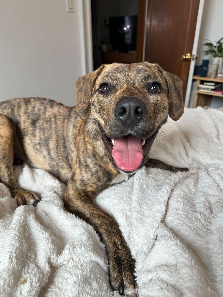 Enlarge Cookie, a Adoptable mixed breed in New York, NY image 3/6