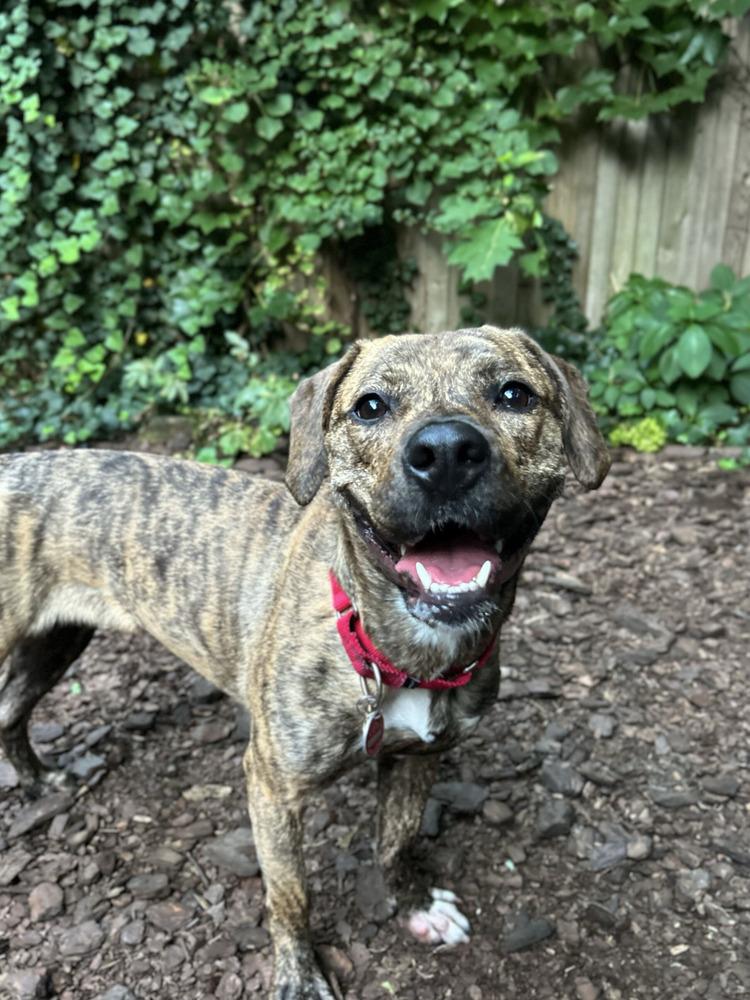 Enlarge Cookie, a Adoptable mixed breed in Billerica, MA image 3/6