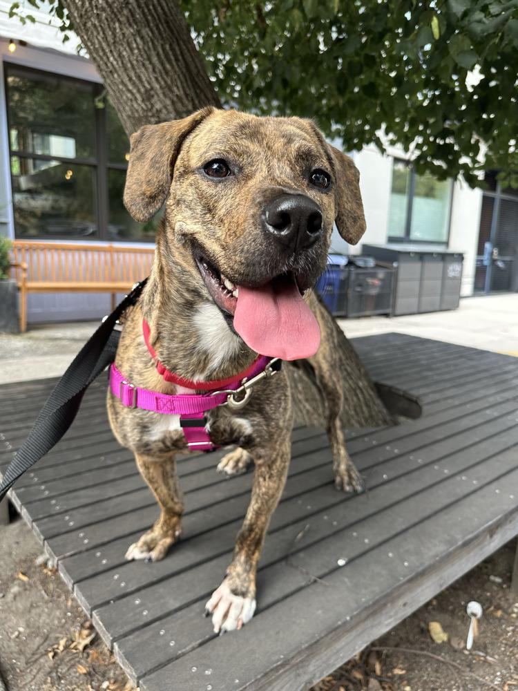 Enlarge Cookie, a Adoptable mixed breed in Billerica, MA image 4/6