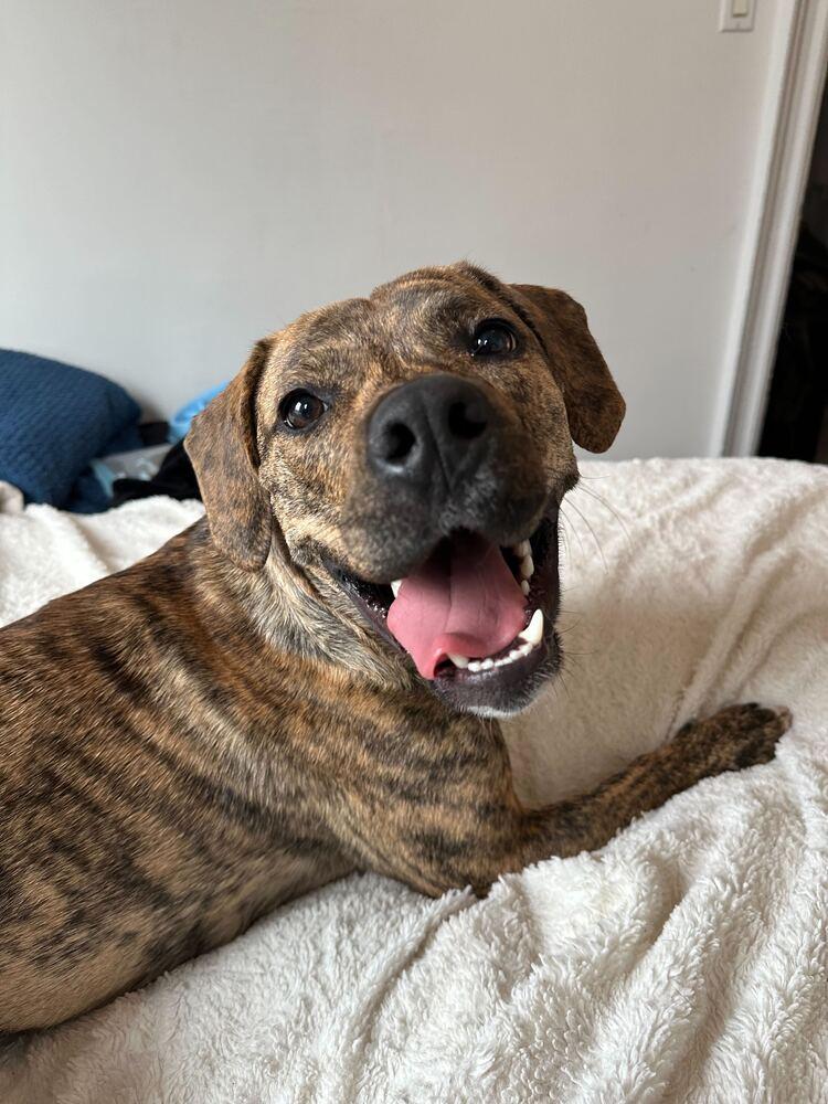 Enlarge Cookie, a Adoptable mixed breed in New York, NY image 4/6