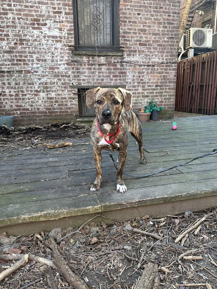 Enlarge Cookie, a Adoptable mixed breed in New York, NY image 6/6