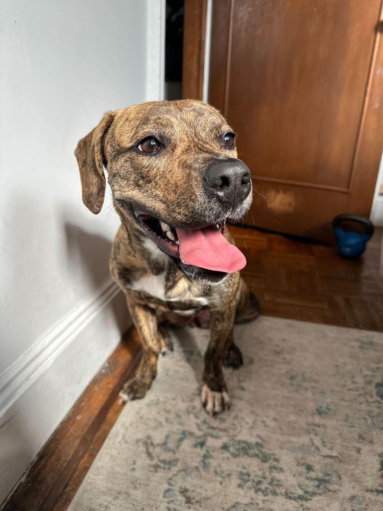 Enlarge Cookie, a Adoptable mixed breed in New York, NY image 4/6